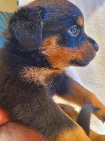 Image 12 of Last Gorgeous Rottweiler Girl Pup KC Reg Ready Now