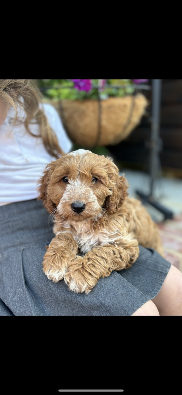 Preview of the first image of Adorable F1 Cockerpoo puppy..