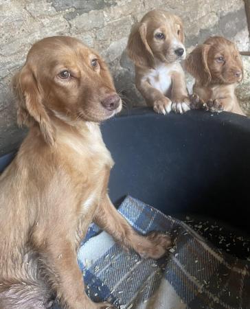 Image 4 of Red Cocker spaniel puppies