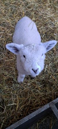 Image 3 of Ryeland Ewe and Ram lambs Available