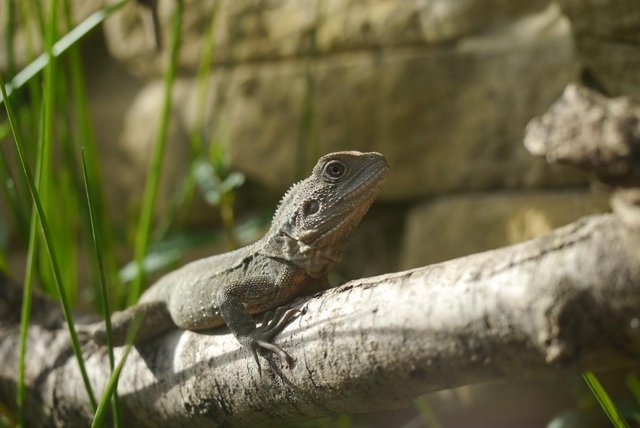 Image 1 of Baby Male Australian Water Dragons (CB Aug 23)