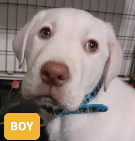 Image 8 of Labrador Puppy - Sparkling eyes!