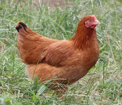 Image 1 of Chickens for sales point of lay