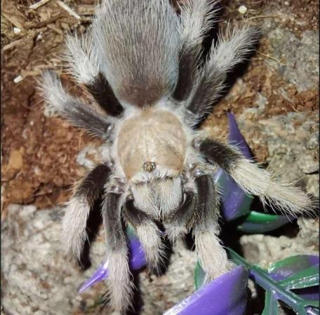 Image 8 of Male tarantulas looking for love.