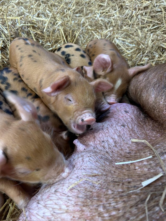 9 piglets Oxford Sandy and Black piglets