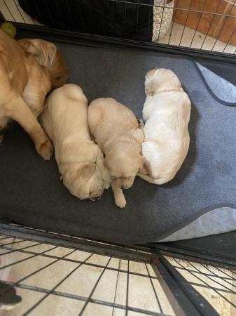Image 5 of Golden Retriever puppies for sale