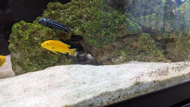 Preview of the first image of Malawi Cichlids and others 1-2 inches.