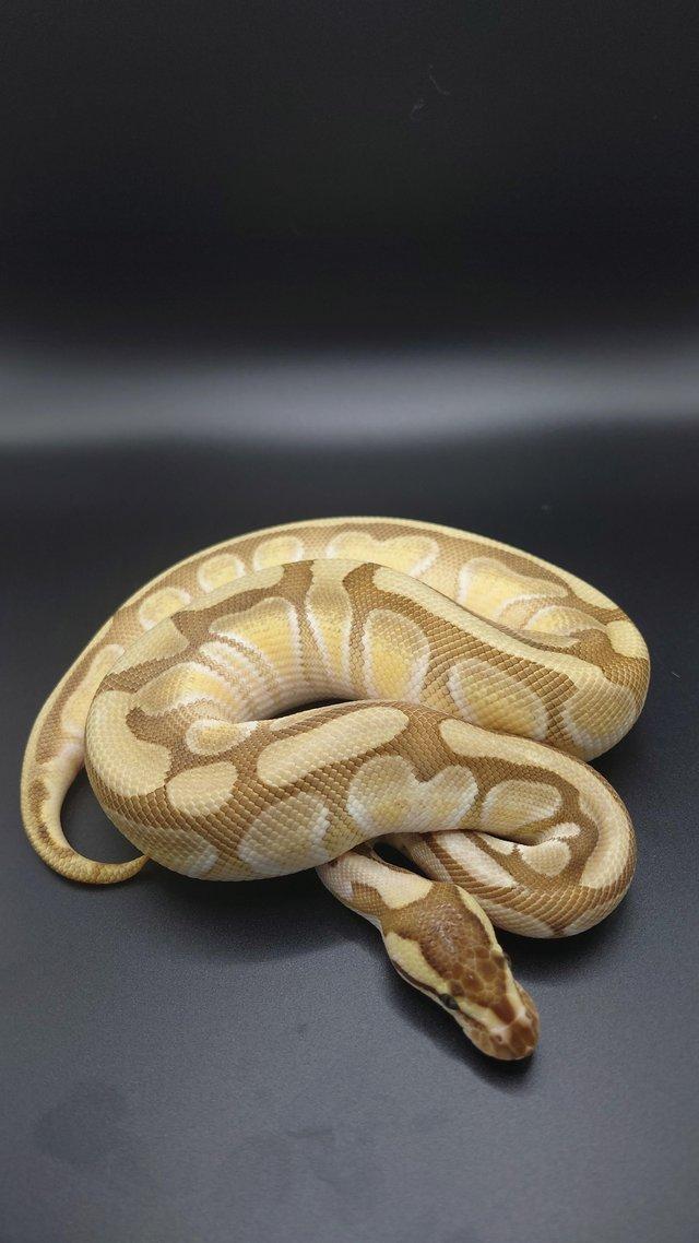 Preview of the first image of CB22 Ball pythons male and female.