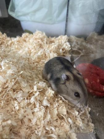 Image 7 of Baby dwarf Russian hamsters