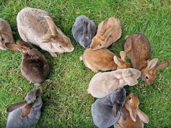 Image 8 of 4 Mini rex rabbits left looking for their forever homes