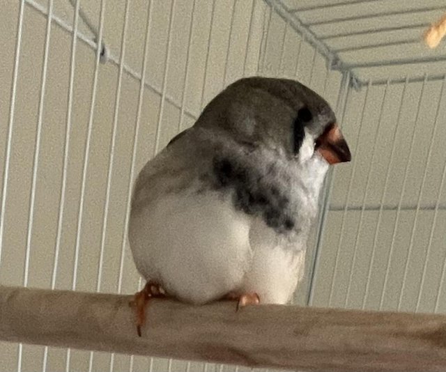 Preview of the first image of 7 week old zebra finch, 1 male.