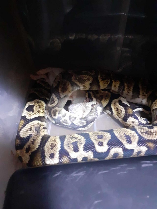 Preview of the first image of Pastel ghi royal python snake selling cheap.