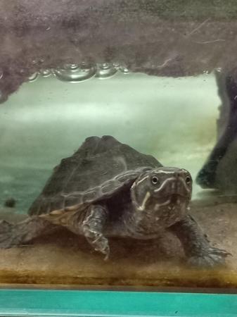 Image 1 of 6 month old common musk turtle