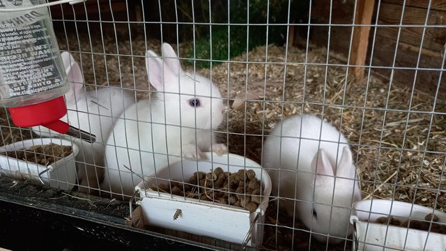 Image 4 of Cute Blue Eyed white Netherland Dwarf bunnies