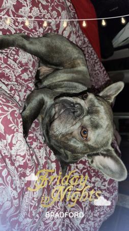 Image 4 of 2 year old French bulldog female for loving home