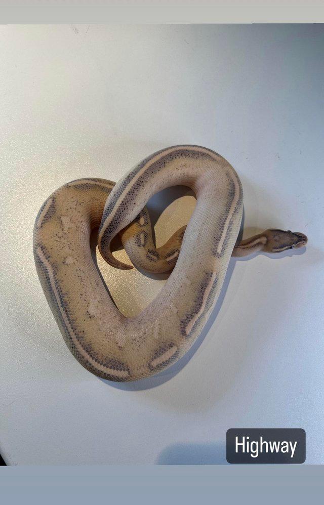 Preview of the first image of Royal/Ball Python Adult Male for sale.
