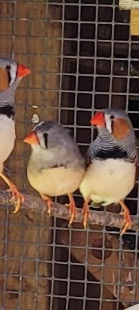 Image 4 of Zebra finches all young birds