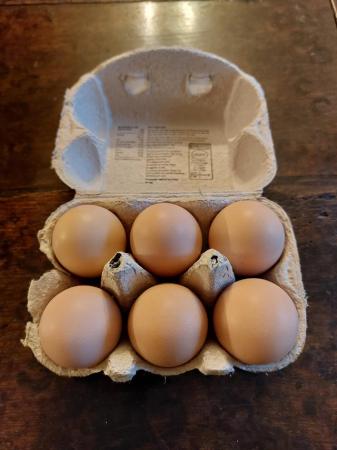 Image 1 of Hatching eggs: bronze turkey, Derbyshire redcap, orpington