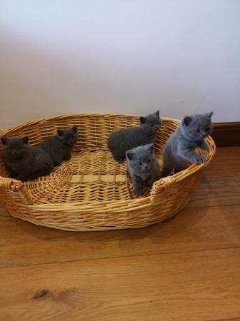 Image 9 of 7 GCCF Registered Active British shorthair kittens