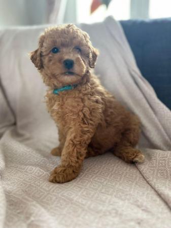Image 19 of Stunning Red Maltipoo Puppies - ready today!