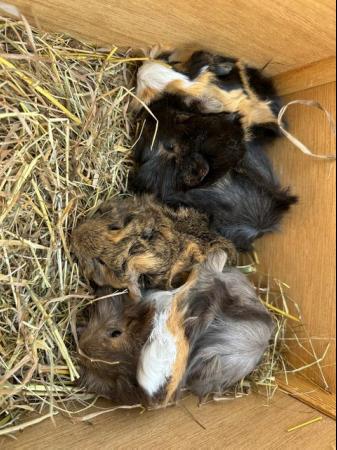 Image 12 of Now Reserved. very handsome funky male baby guinea pigs