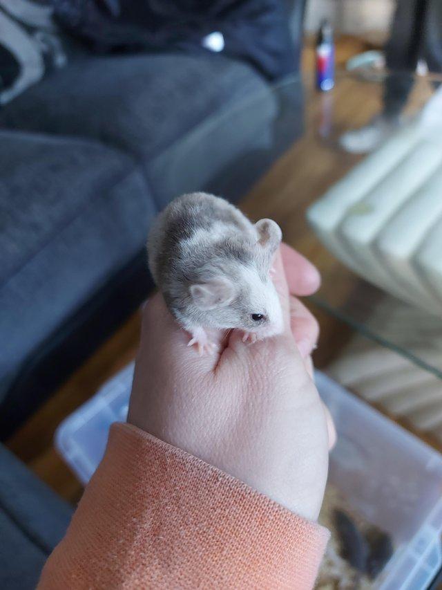 Preview of the first image of 9 week old fancy mice males £5.