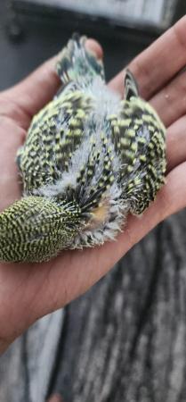Image 1 of Tame baby budgies hand read