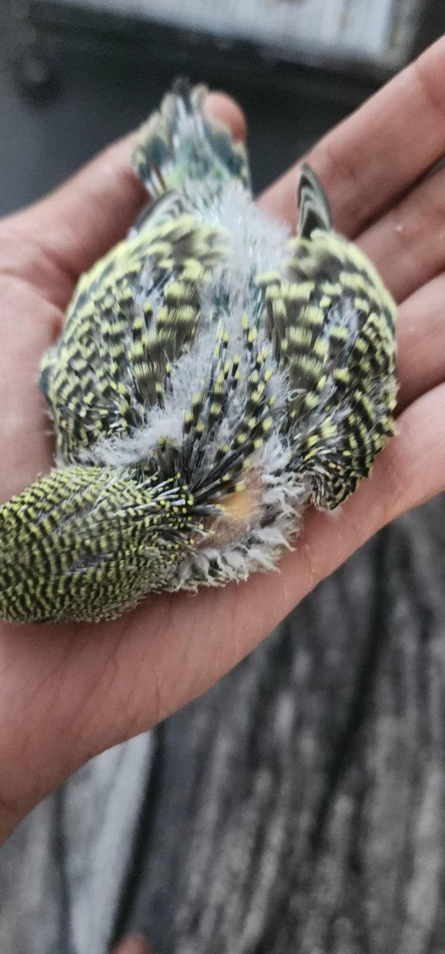 Preview of the first image of Tame baby budgies hand read.