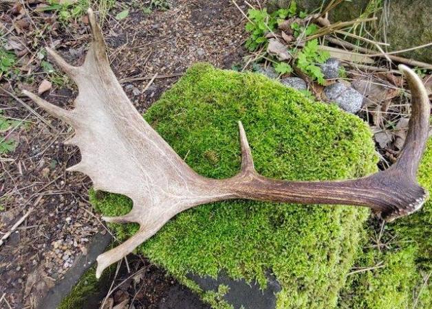 Image 1 of A Stag Or Deer Antler For Coats/Hats?