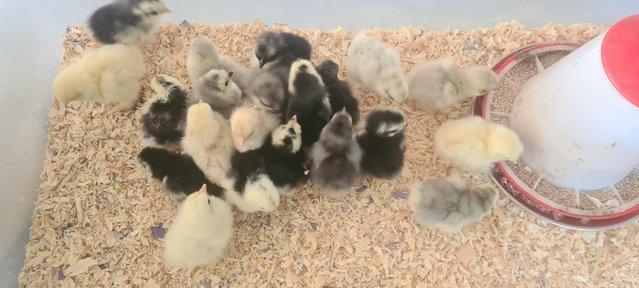 Image 3 of Pekin bantam chicks available
