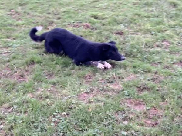 Image 5 of Border collie dog looking for active home