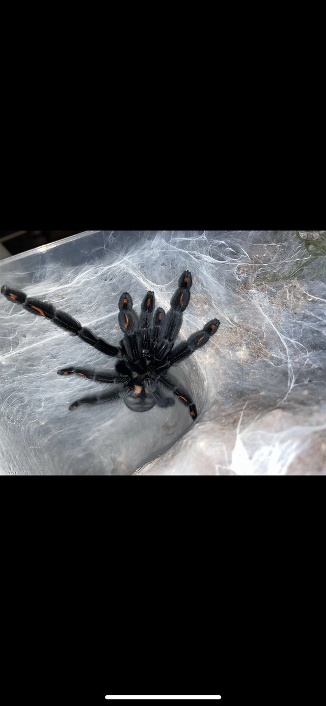 Preview of the first image of Female Irminia and avicularia avicularia.