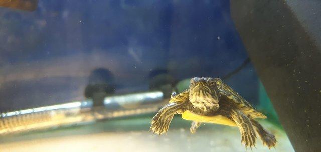 Image 3 of Turtles for Sale at both of our stores