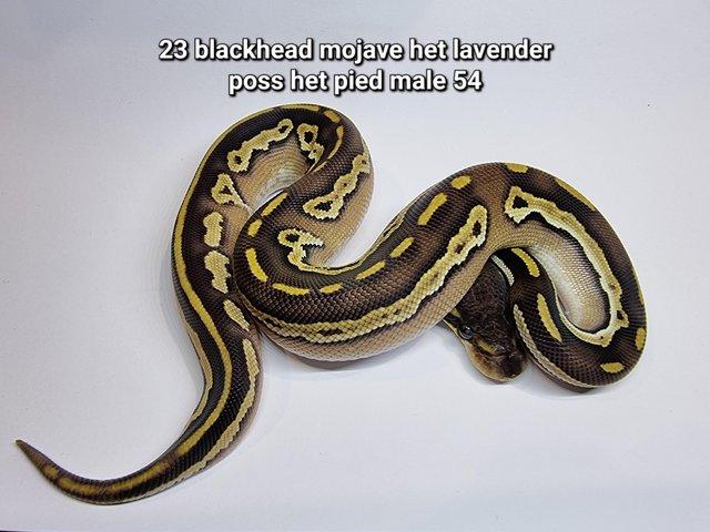 Preview of the first image of Royal Ball Pythons - Multiple available.