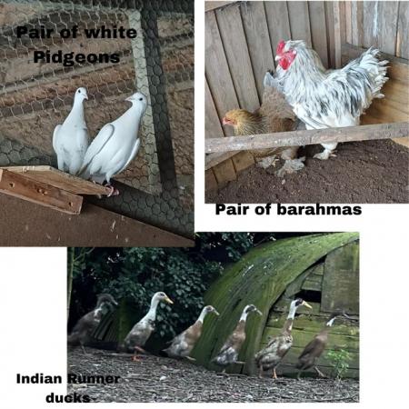 Image 2 of Mix of Poultry for sale