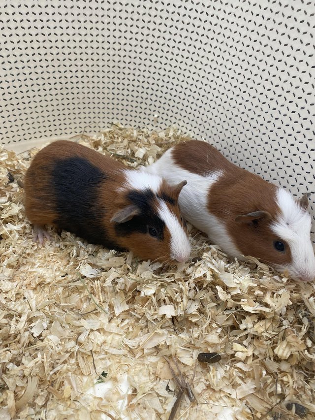 Preview of the first image of Young pair of male Guinea pigs.