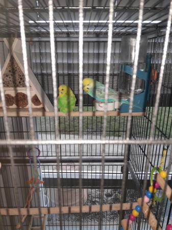 Image 2 of 2 young budgies complete set up .