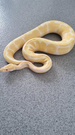 Image 2 of royal python (albino).......
