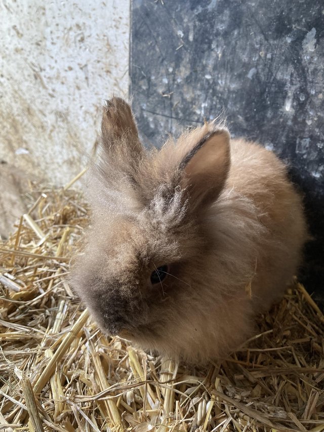 Preview of the first image of 14 week lionhead doe , friendly handled will stay small.