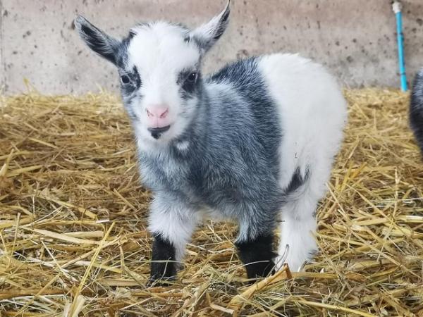 Image 5 of 2 gorgeous pygmy goat Wethers available to reserve