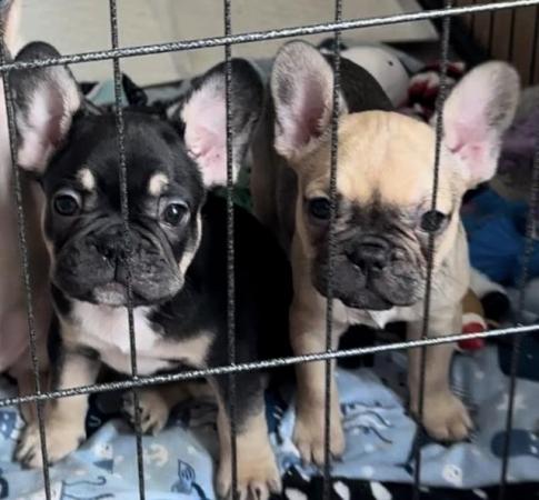 Image 5 of 9 week old French bulldog puppy's