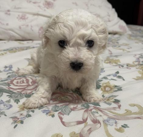 Image 8 of Gorgeous Maltese Puppies Looking For Their Forever Homes