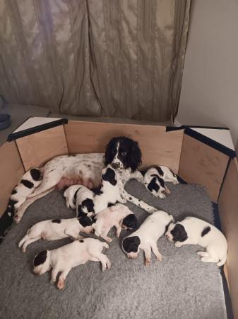 Image 5 of 8 kc registered springer spaniel puppies for sale