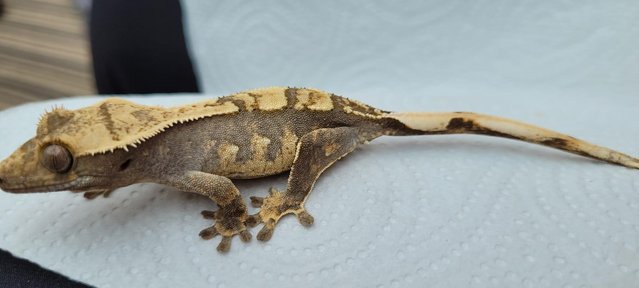 Image 3 of Amazing Crested Gecko For Sale