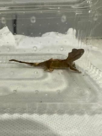 Image 6 of Crested gecko babies available now