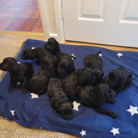 Image 6 of 10 week old 7 cavapoo puppies