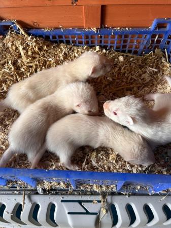 Image 5 of Working ferret kits - looking for new home