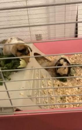 Image 4 of Bonded female guinea pigs looking for forever home