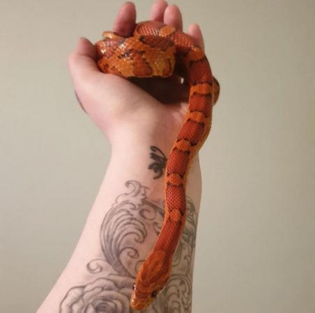 Image 2 of Beautiful Female Adult Red Factor Okeetee Corn Snake