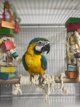 Image 5 of Supertame Baby blue and gold macaw parrot